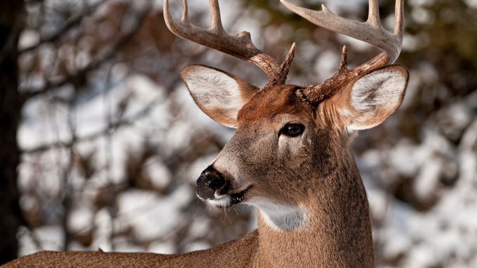 A male white tailed deer looks to the left on a sunny winter day