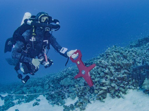 a diver pulls a measuring tape across a coral reef