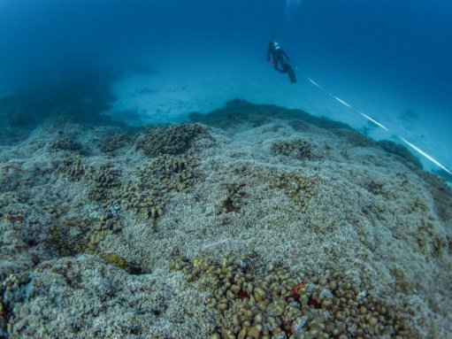 a diver swims over a coral reef while leading a measuring tape