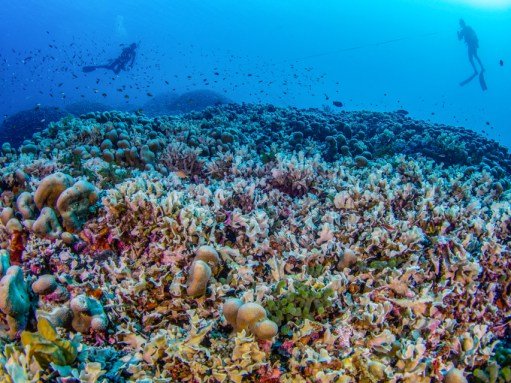 two divers swim over a coral reef