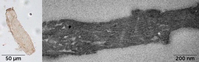 Side-by-side images of an oblong beige bacteria fossil next to a closeup of its inner structures that look like horizontal black lines. Those structures are membranes needed for photosynthesis, researchers say.