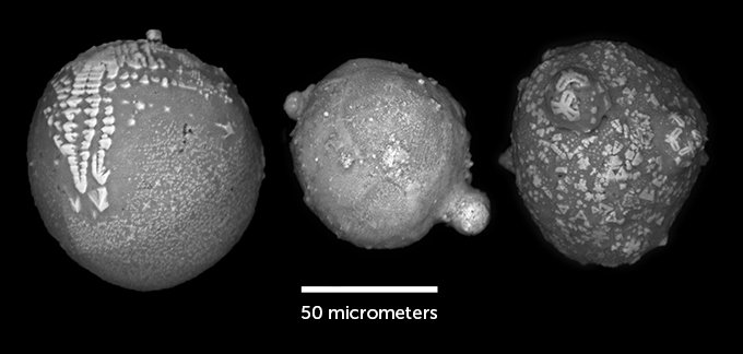 A black and white microscopic photo of bits of rock collected in Antarctica (three shown). The scale of the photo is 50 micrometers.