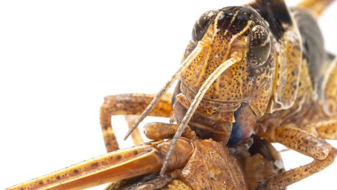 A close-up photo of a locust biting into another locust. It is frankly unsettling.