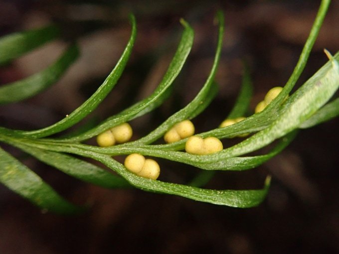 A close up of a single fern with yellowish spheres attached to some of its leaves