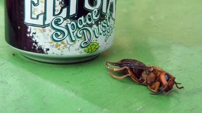 Asian giant hornet, AKA 'murder hornet', next to a beer can