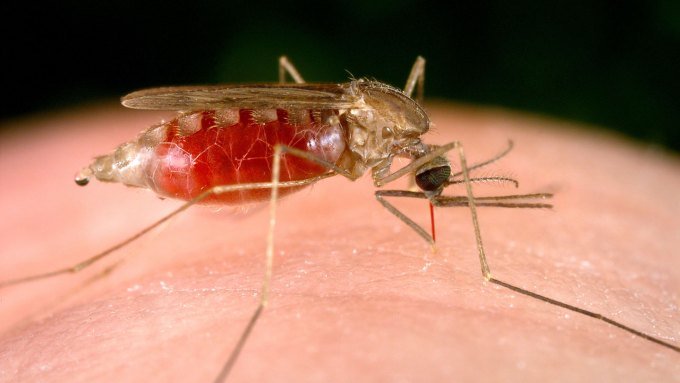 A close up photo of a mosquito resting on a person's finger.