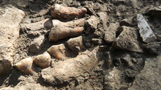 A row of fossilized teeth partly sticking out of dirt and rocks