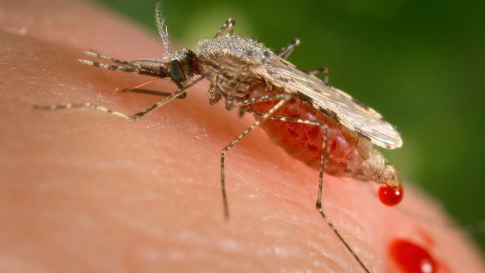 A close up photo of a mosquito drawing blood from a human