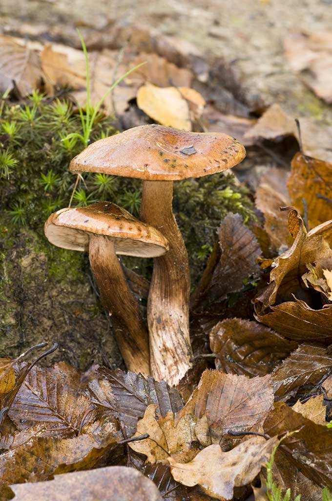 Two tan Tricholoma ustale fungus caps are shown sprouting out of the ground