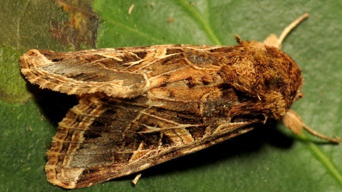 A close-up of a brown and yellow moth sitting on a green leaf