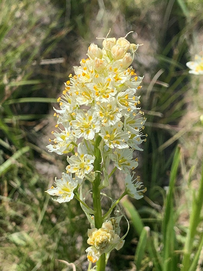 A cone-shaped group of small white and yellow flowers is shown up close on a death camus plant